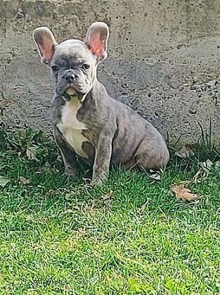 Francuski-buldog-štenci-plave-boje