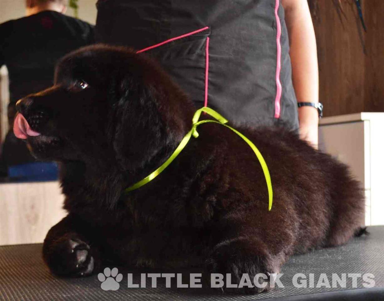 Štenci-njufaundlendera---newfoundland-puppies