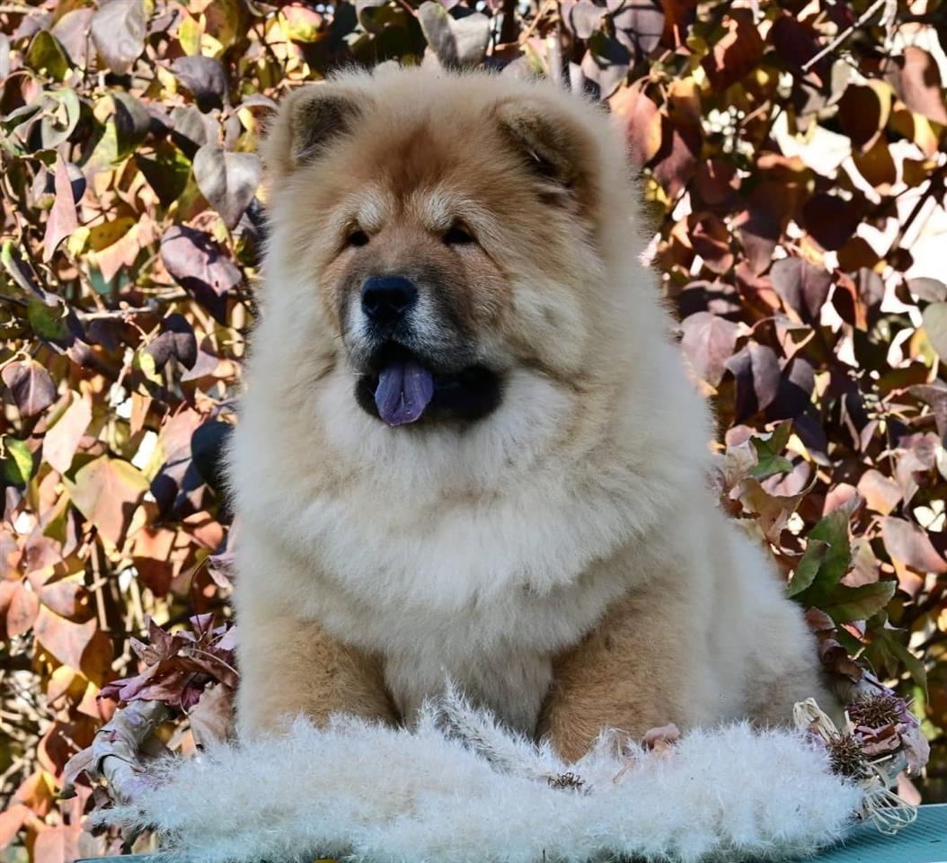 Chow-Chow---Cau-Cau