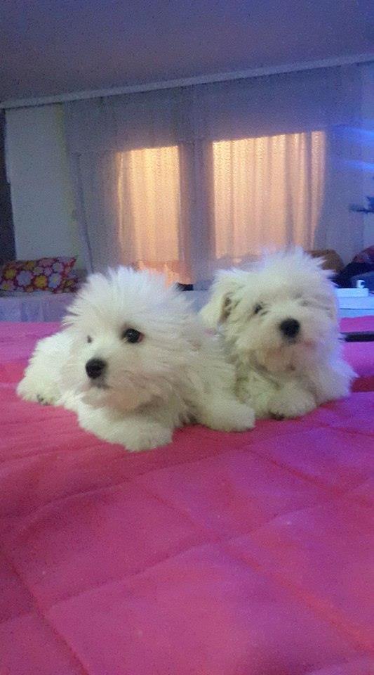 Coton-de-Tulear