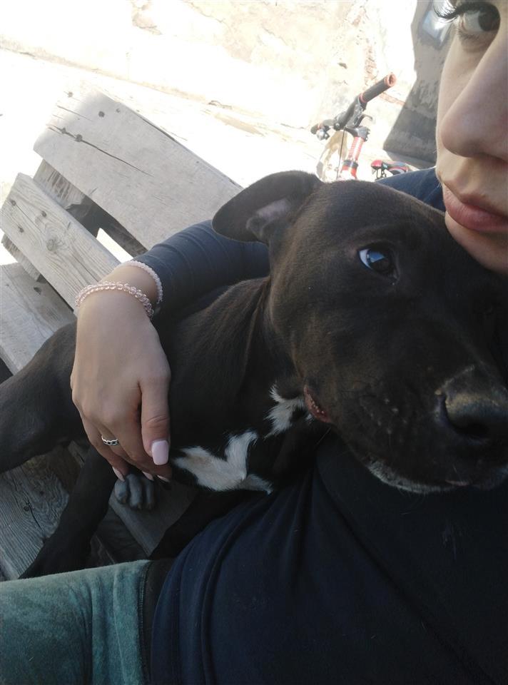 Pit-bull-Merle-stenci