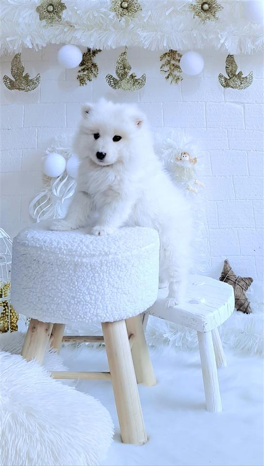 Samojed