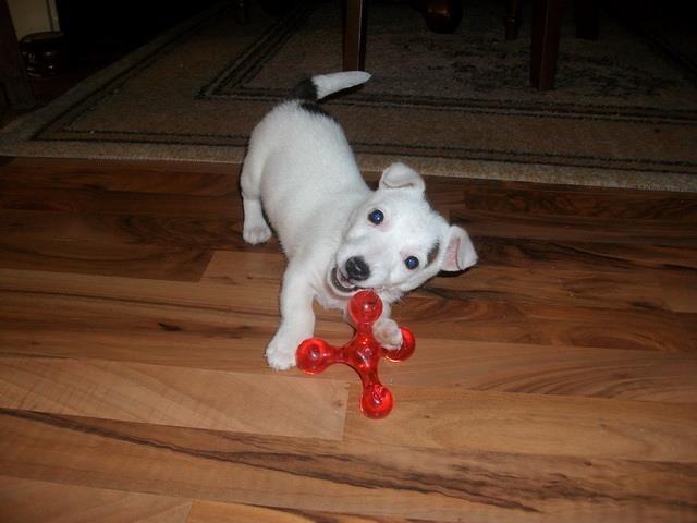 Jack-Russel-Terrier--stenad