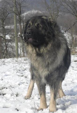 Sarplaninac, izlozbeni stenci