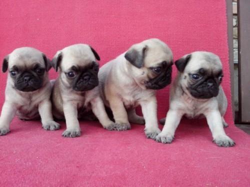 Mops, stenci