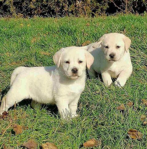 Labrador-retriver