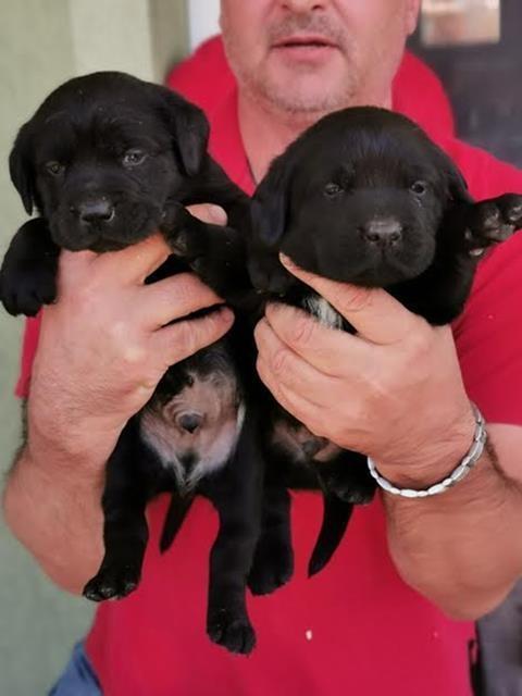 Labrador-Retriver-štenci-