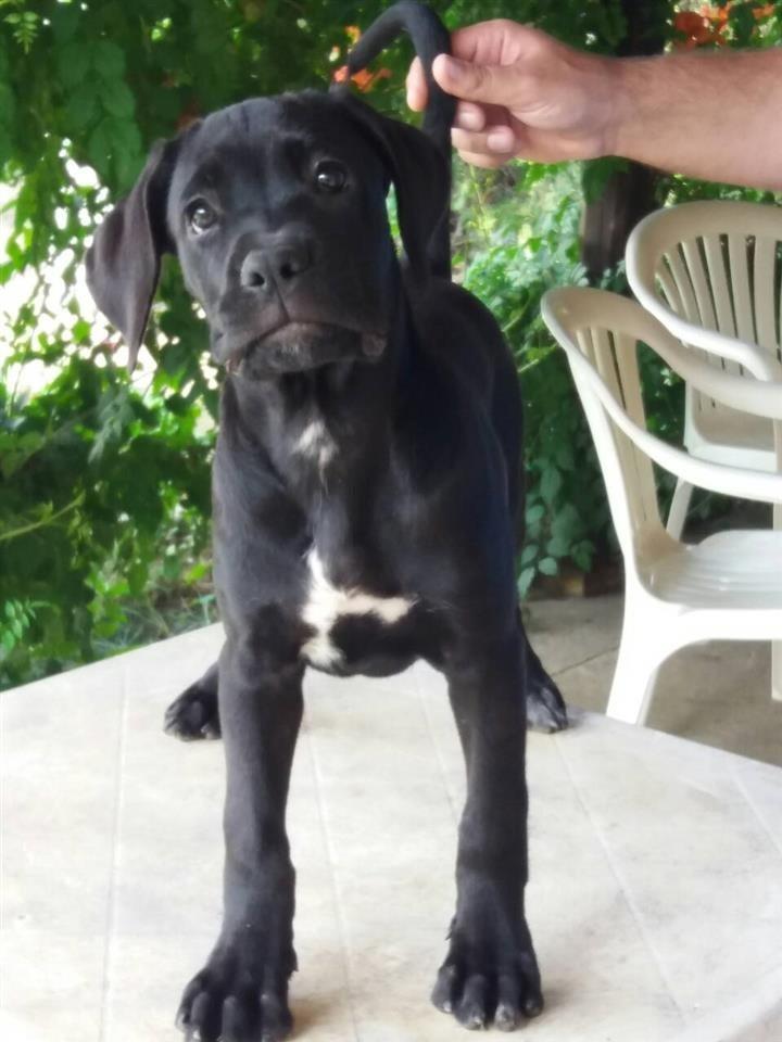 Cane-corso-stenci