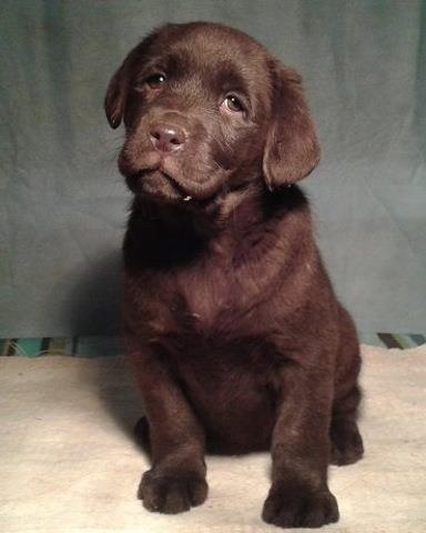 Labrador retriver - vrhunska stenad