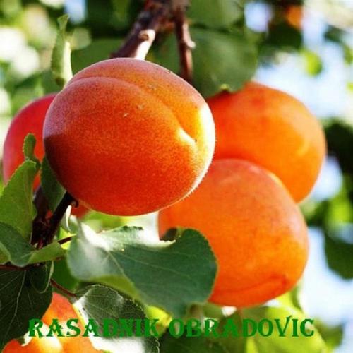 Sadnice Kajsije
