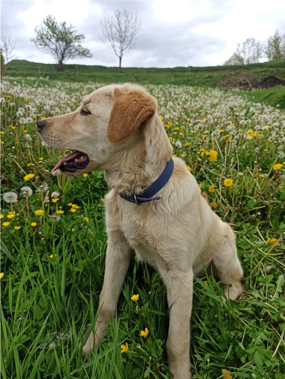 Poklanjam-mešanca-labradora