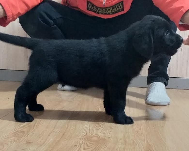 Štenci-LABRADOR-retrivera