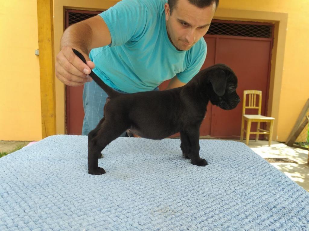 Cane-corso-stenci