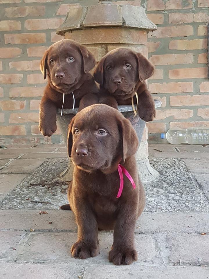 Labrador-retriver