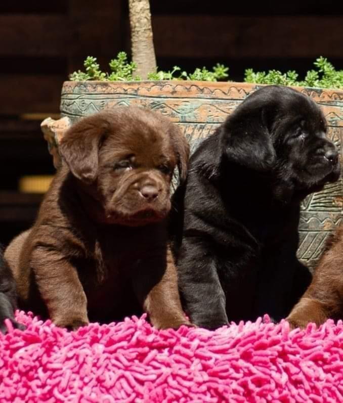 Labradori