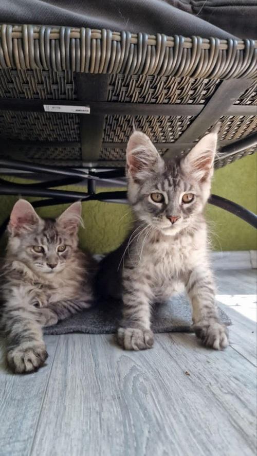 Maine-Coon-mačići