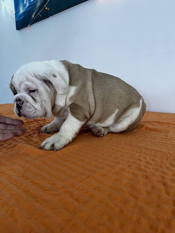 Engleski-buldog