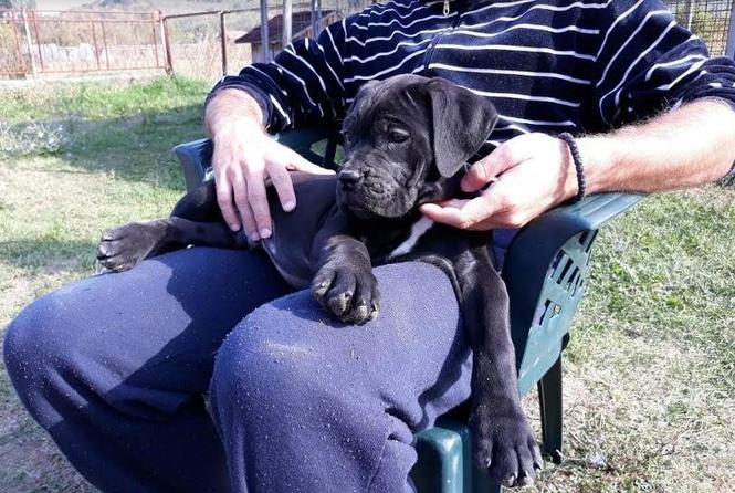 Cane corso(kane korso) štenci