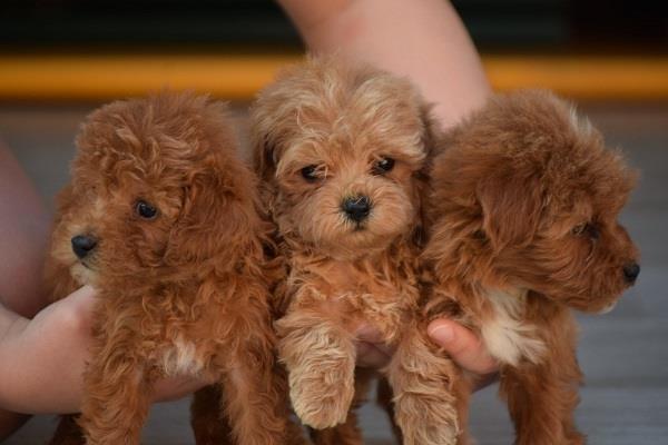 Maltipoo-štenci