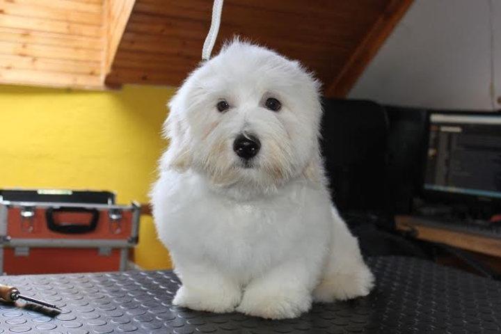 COTON-DE-TULEAR-stenci-samp-porekla