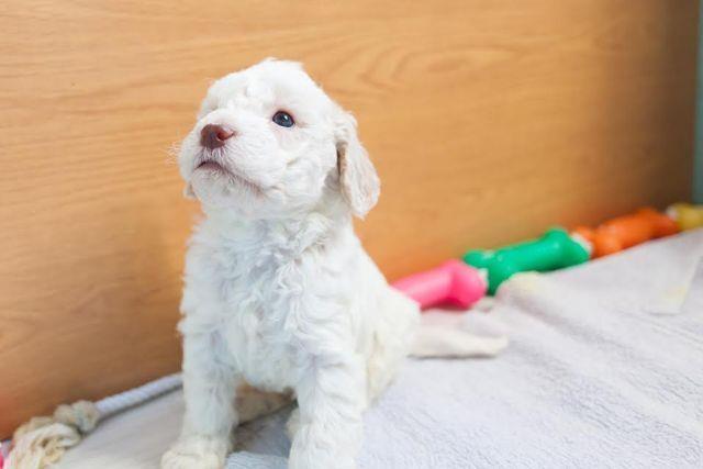 Lagotto-Romagnolo