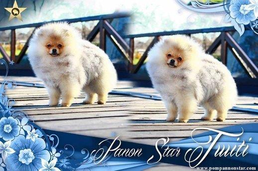 Pomeranski-spic-Pomeranac-