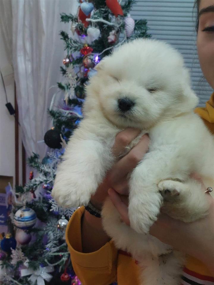 Samojed-štenci