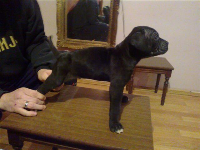 Cane-Corso-stenci-VRHUNSKO-LEGLO