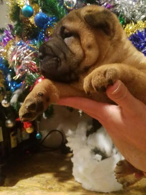 Sar-pej--Shar-pei--štenci