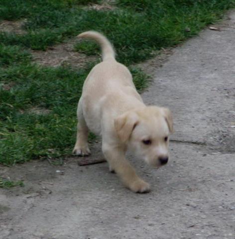 labrador-retriver-stenad-bele-i-crne-boje