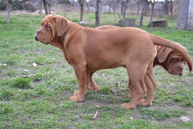 Bordoska-doga