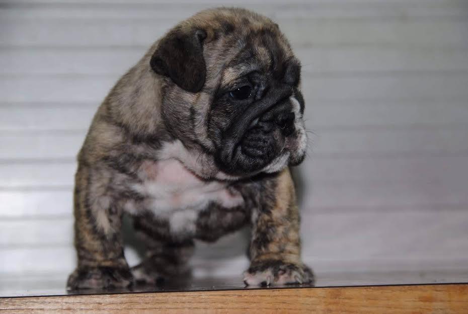Engleski-buldog-