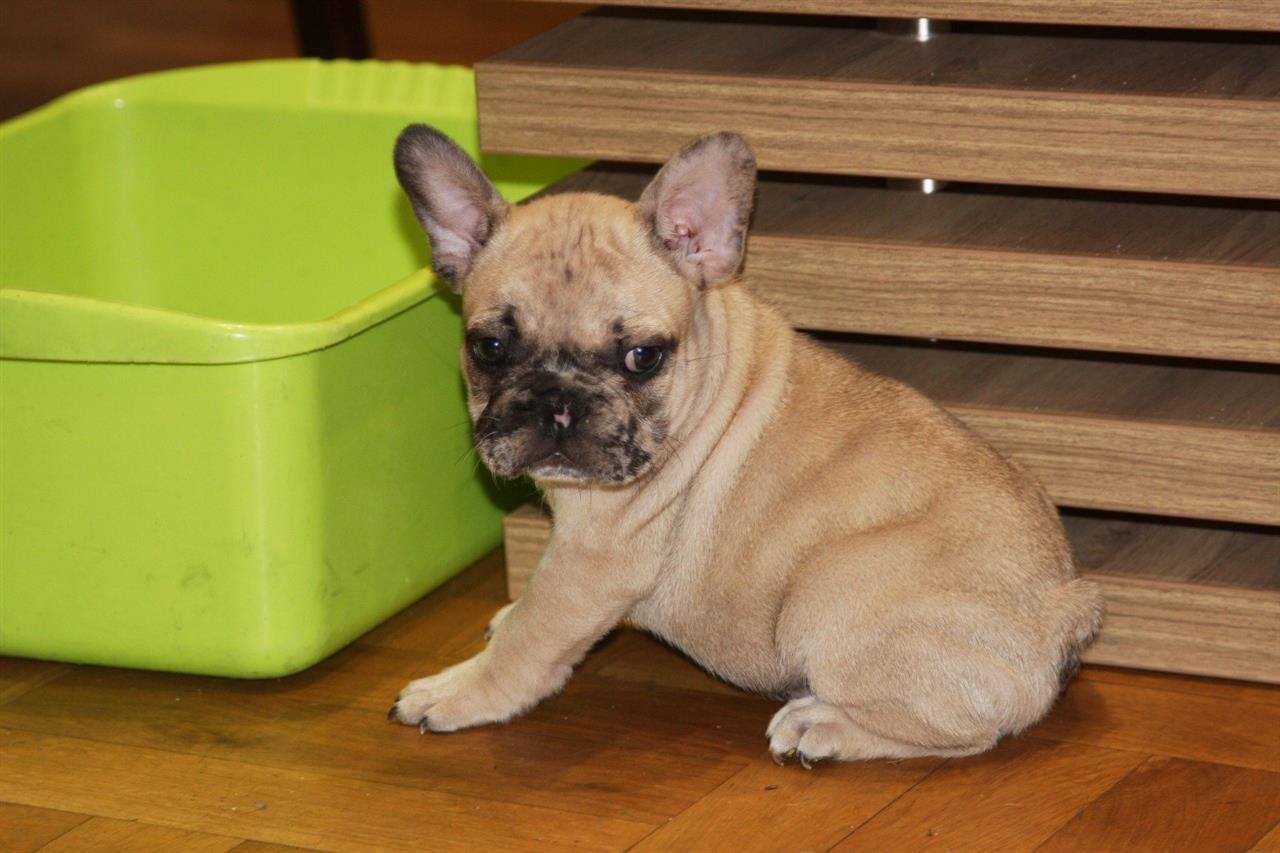 Francuski-Buldog-EXOTIC