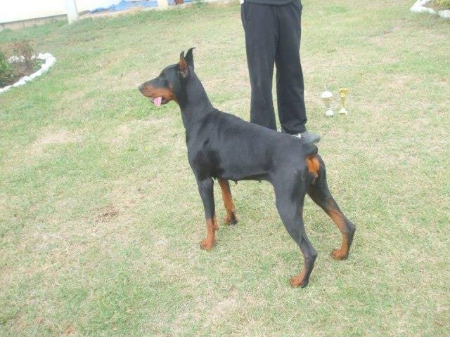 Doberman--stenci