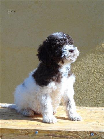 Lagotto-Romagnolo-Stenci