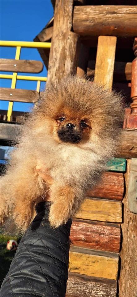 Pomeranac-