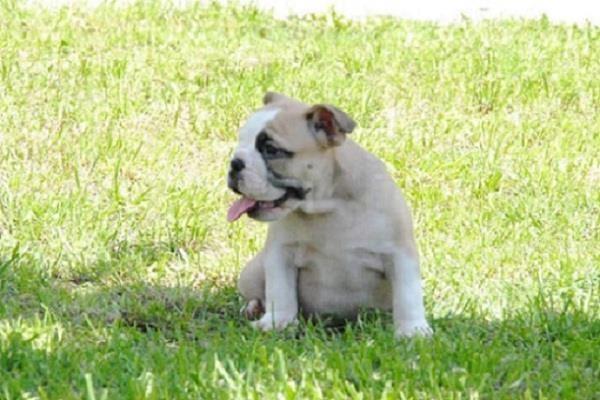 Engleski buldog, štenad 