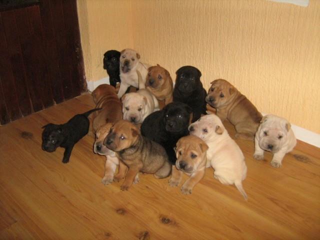 Shar Pei stenci