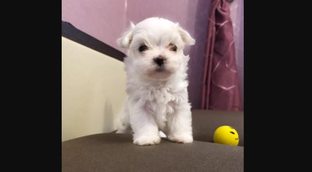 Maltezer-i-coton-de-tulear-stenci-na-prodaju
