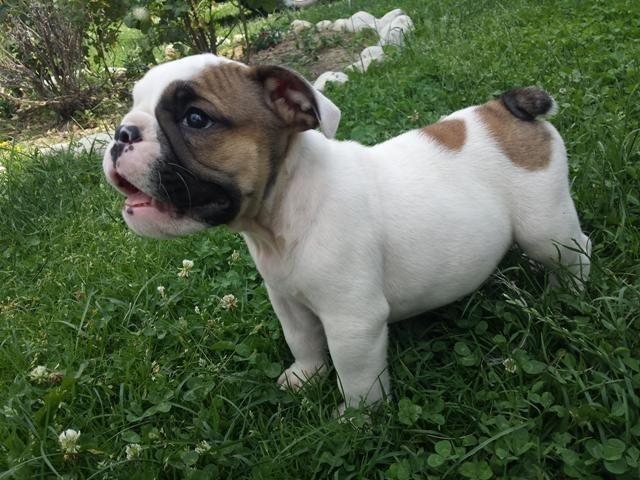 Engleski-buldog-štenci