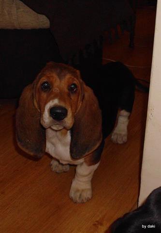 Basset Hound - baset zenke
