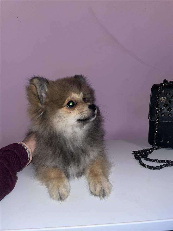 Pomeranac-štenci