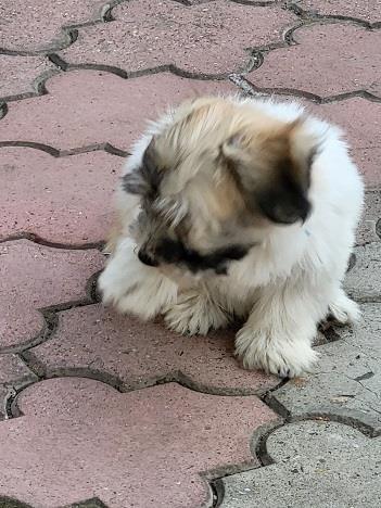 Coton-de-tulear-štenci