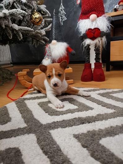 BASENJI