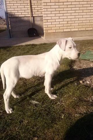 Argentinska-doga-zenka