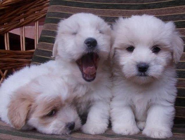 Tulearski pas - COTON DE TULEAR , stenci