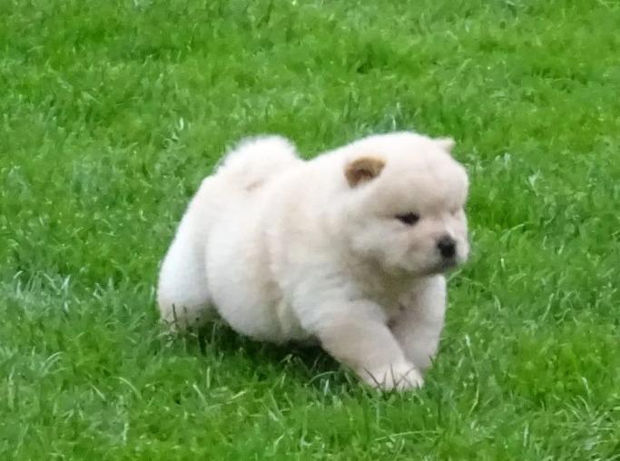 Na-prodaju-štenad-Chow-Chow