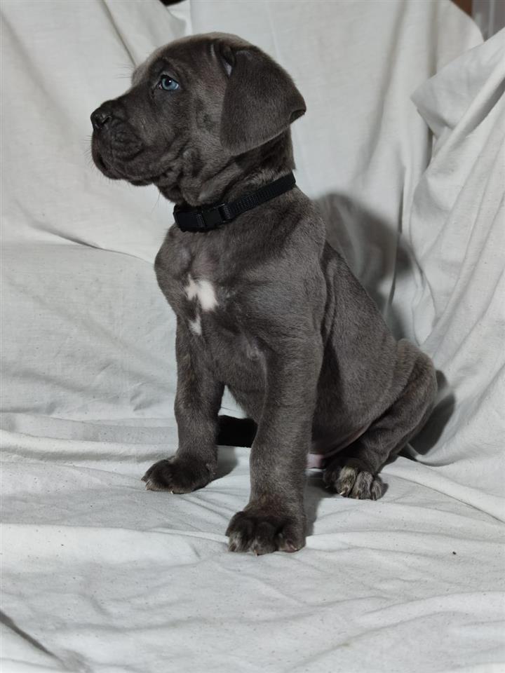 Prodaja-stenaca-Cane-Corso
