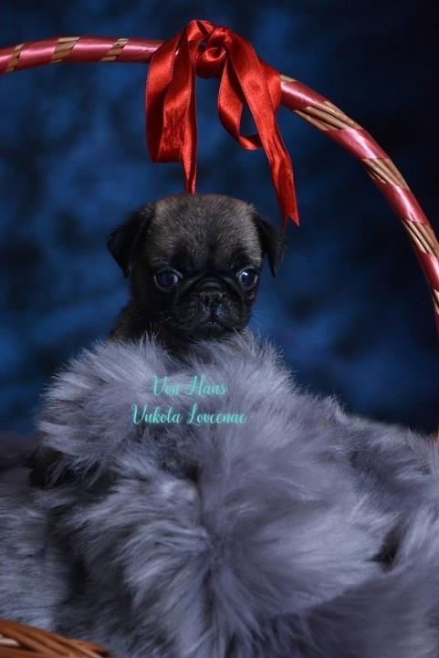 Mops-stenci