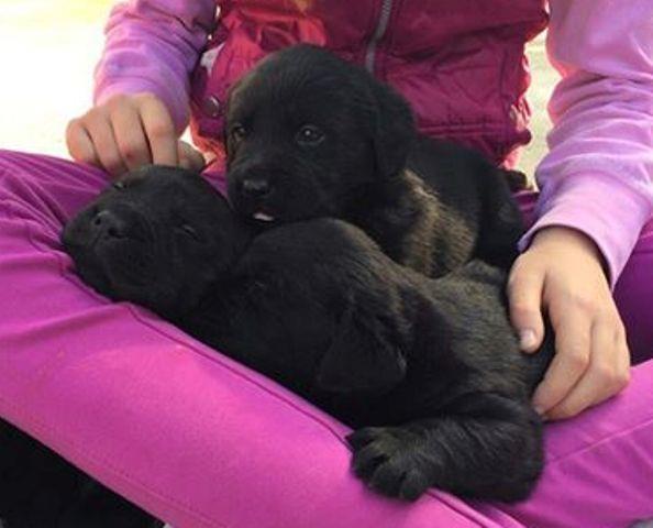 Labrador--crni-štenci-